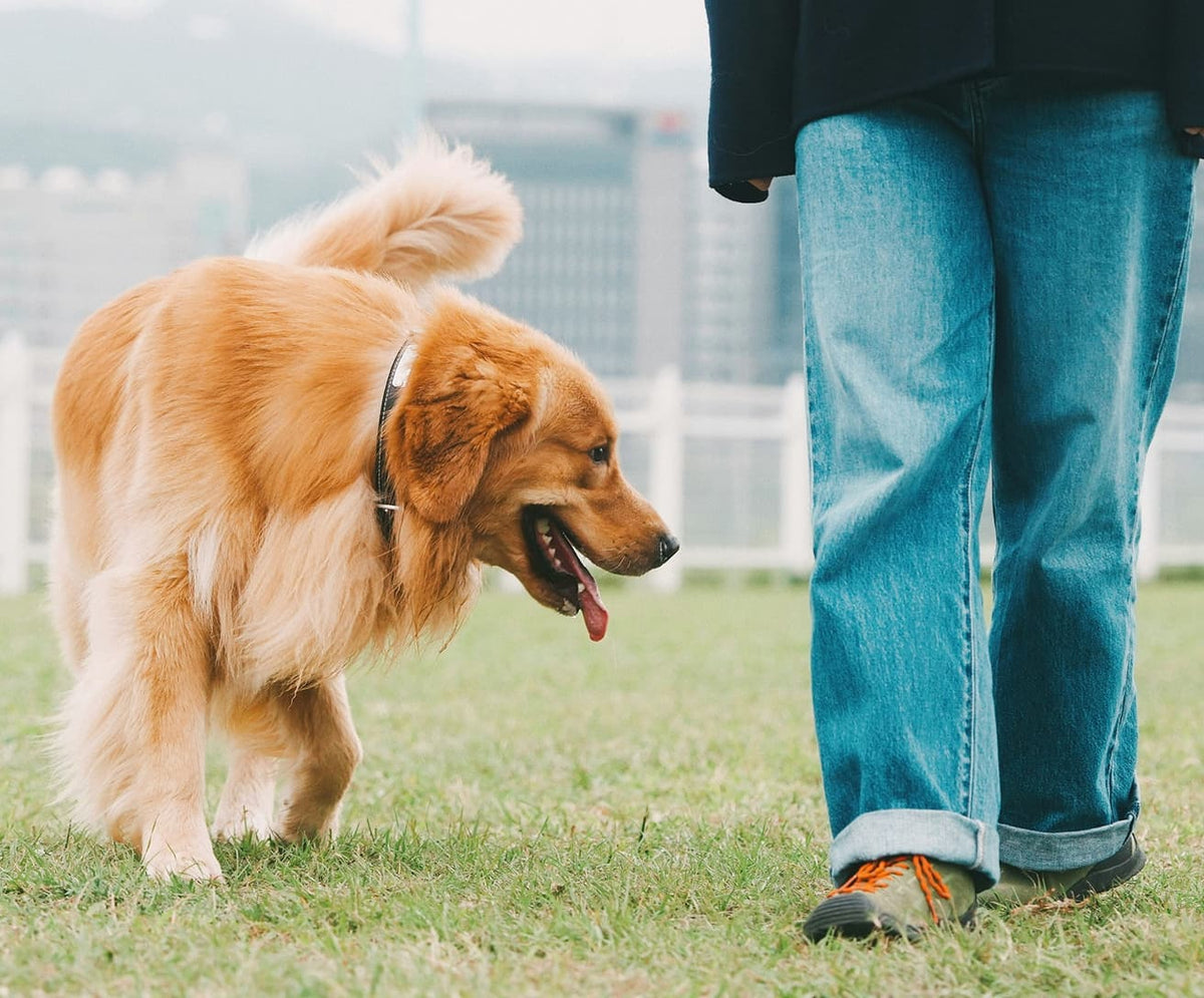 Golden retriever walking calmly beside their owner on grass, with a city skyline in the background. See the Scout reactive dog course.