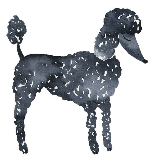 Watercolor illustration of a black standard poodle standing in profile.