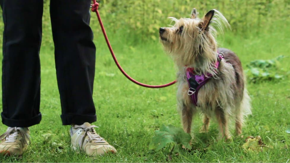 Scruffy grey and white dog in a purple harness on a leash, standing on grass.