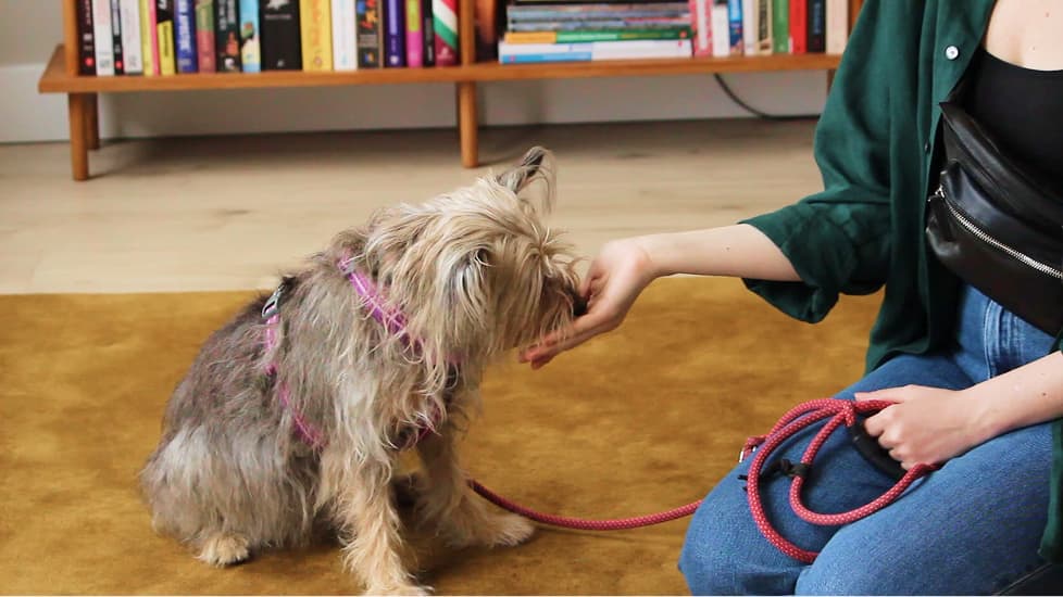 Small scruffy dog in a pink harness taking a treat from their owner indoors.