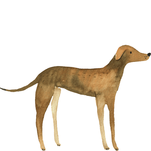 Watercolor illustration of a tall slender tan and brown short-coated dog standing in profile.
